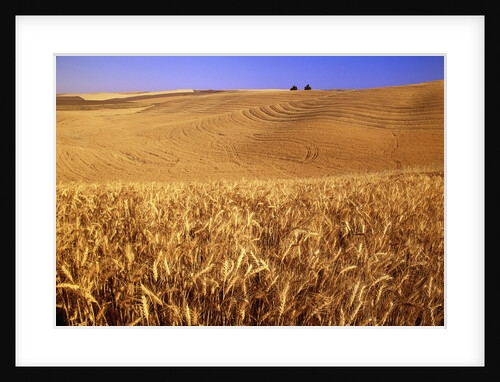 Rolling Wheat Fields by Anonymous