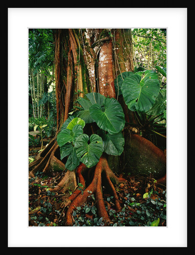 Anthurium Leaves and Red Mangrove by Anonymous