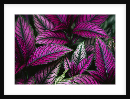 Coleus Variety at Casa Orquideas Botanical Garden by Anonymous