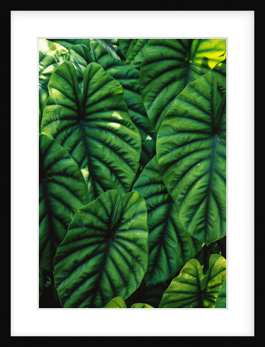Green Tropical Leaves by Anonymous