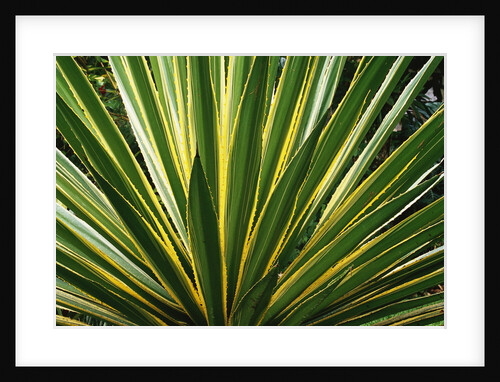 Cactus Leaves at Casa Orquideas Botanical Garden by Anonymous