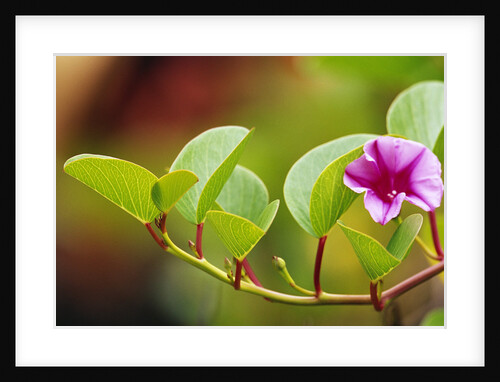 Morning Glory Along Shore by Anonymous