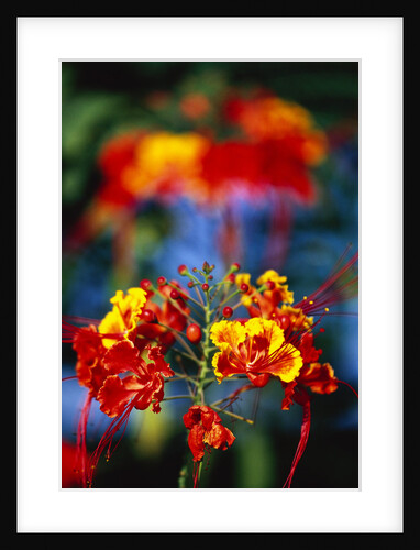 Blooming Royal Poinciana by Anonymous