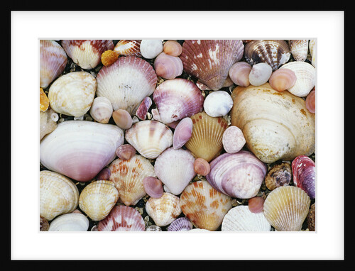 Seashells on Contadora by Anonymous
