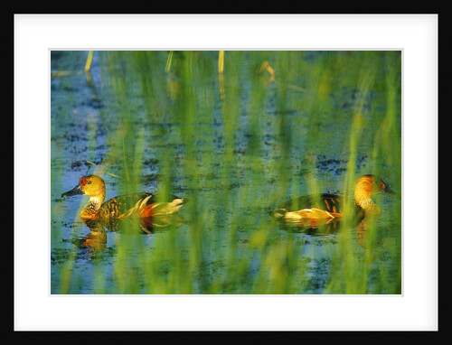 Fulvous Whistling Ducks in Texas Valley by Anonymous