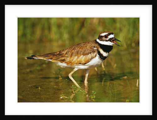 Killdeer near Nest by Anonymous