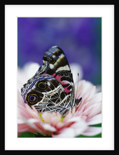 American Painted Lady on a Lupine by Anonymous