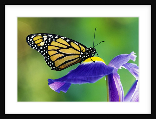 Monarch Butterfly on a Dutch Iris by Anonymous