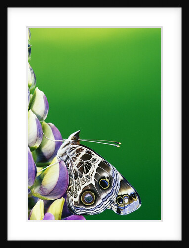 American Painted Lady on a Lupine by Anonymous