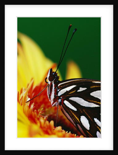 Fritillary on Daisy by Anonymous