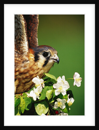 American Kestrel on a Crab Apple Bloom by Anonymous
