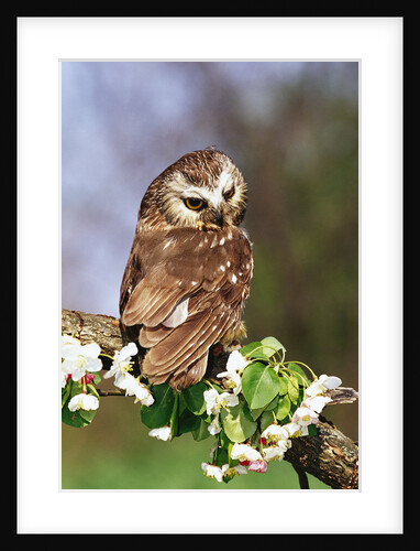 Saw-Whet Owl on Crab Apple Bloom by Anonymous