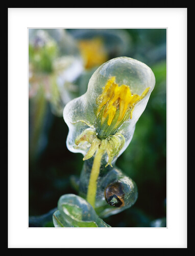 Frozen Dandelion by Anonymous
