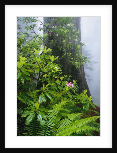 Rhododendrons and Ferns at Base of Redwood by Anonymous
