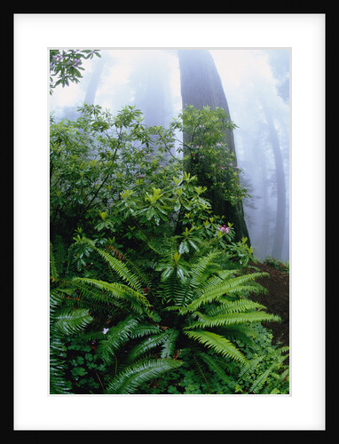 Ferns and Rhododendrons Among Redwoods by Anonymous