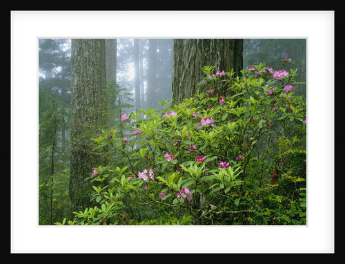 Rhododendrons Among Redwoods by Anonymous