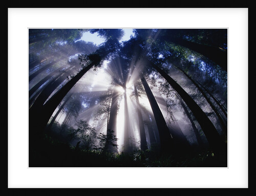 Sunlight Passing Through Redwood Forest by Anonymous