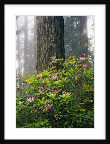 Rhododendrons and a Redwood by Anonymous