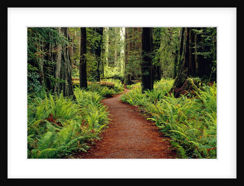 Trail Winding Through Redwoods by Anonymous