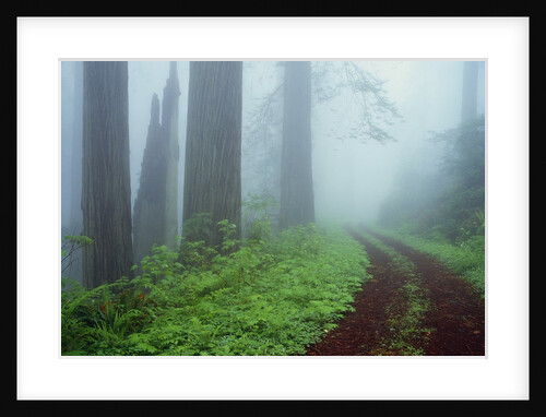 Unpaved Road in Misty Redwood Forest by Anonymous
