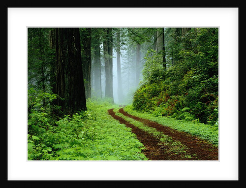 Unpaved Road in Redwoods Forest by Anonymous
