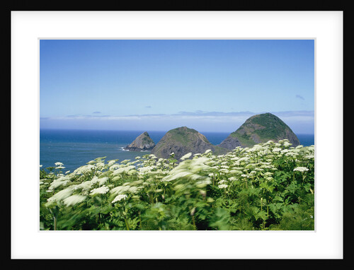 Cow Parsnip Plants Along Oregon Coastline by Anonymous