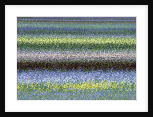 Field of Bearded Irises by Anonymous