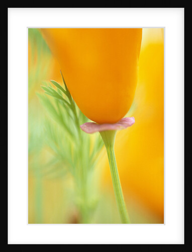 California Poppy by Anonymous