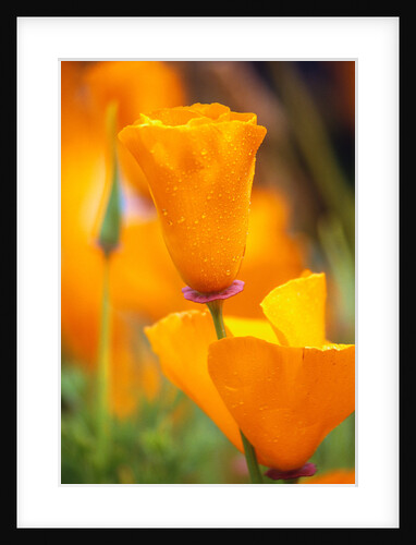 California Poppies by Anonymous