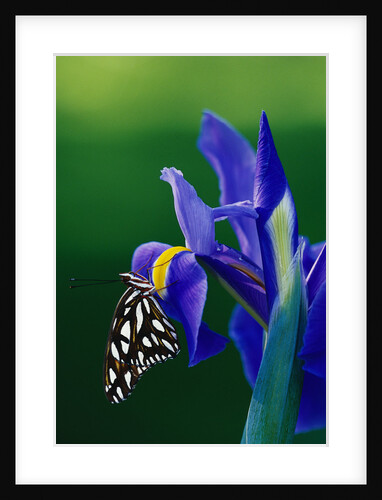 Fritillary Butterfly on a Dutch Iris by Anonymous