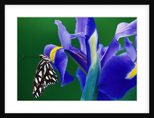 Fritillary Butterfly on a Dutch Iris by Anonymous