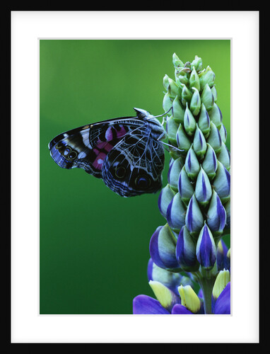 American Painted Lady Butterfly on Lupine by Anonymous