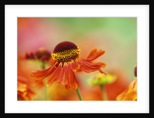 Blooming Sneeze Weed by Anonymous
