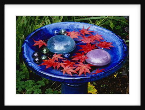 Leaves Floating in a Bird Bath by Anonymous