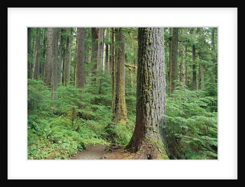 Forest of Old Growth Douglas Firs by Anonymous