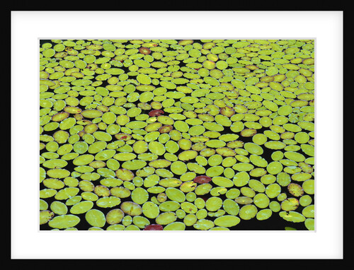 Lily Pads Covering Lake Surface by Anonymous