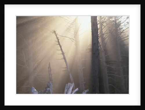 Sunlight Illuminating Fog in Barren Forest by Anonymous