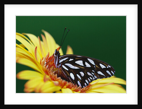 Fritillary Butterfly on a Daisy by Anonymous