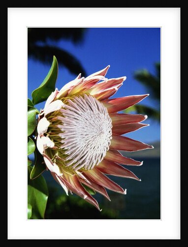 King Protea on Maui by Anonymous