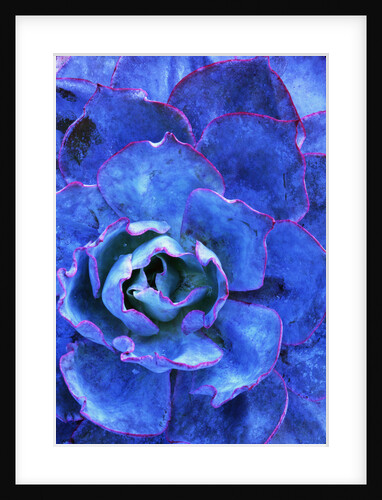 Succulent on Maui by Anonymous