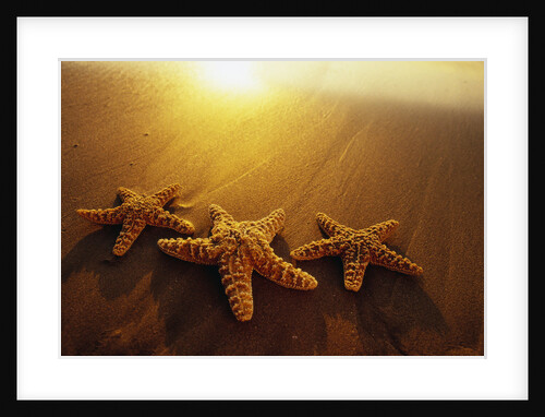 Starfishes on Maui Beach by Anonymous