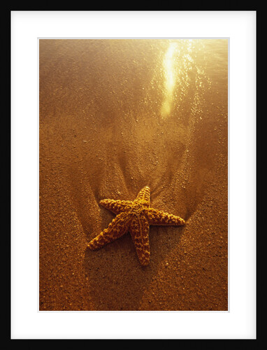 Starfish on Maui Beach by Anonymous