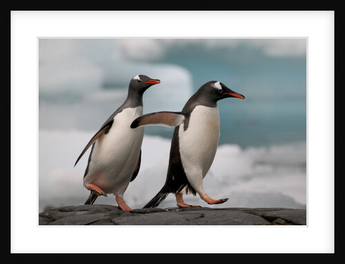 Two Gentoo Penguins by Anonymous