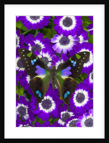 Butterfly on Purple Daisies by Anonymous
