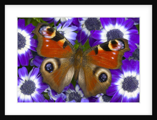 Butterfly on Purple Daisies by Anonymous