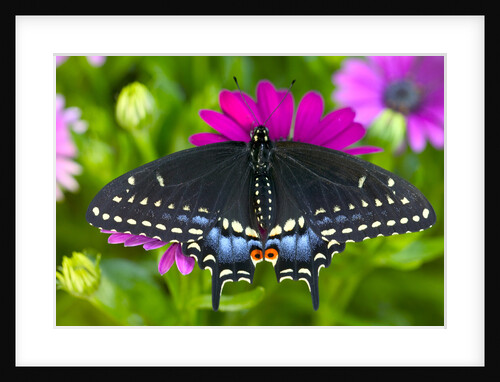 Butterfly on Daisies by Anonymous