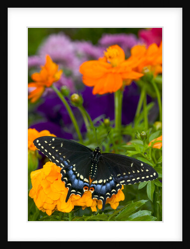 Butterfly on Yellow Flowers by Anonymous