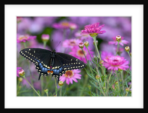 Butterfly and Daisies by Anonymous