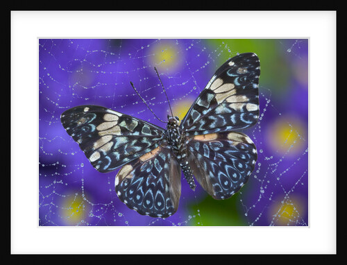 Hamadryas Butterfly Caught in a Spiderweb by Anonymous