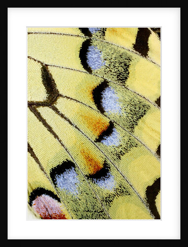 Wing of a Butterfly by Anonymous